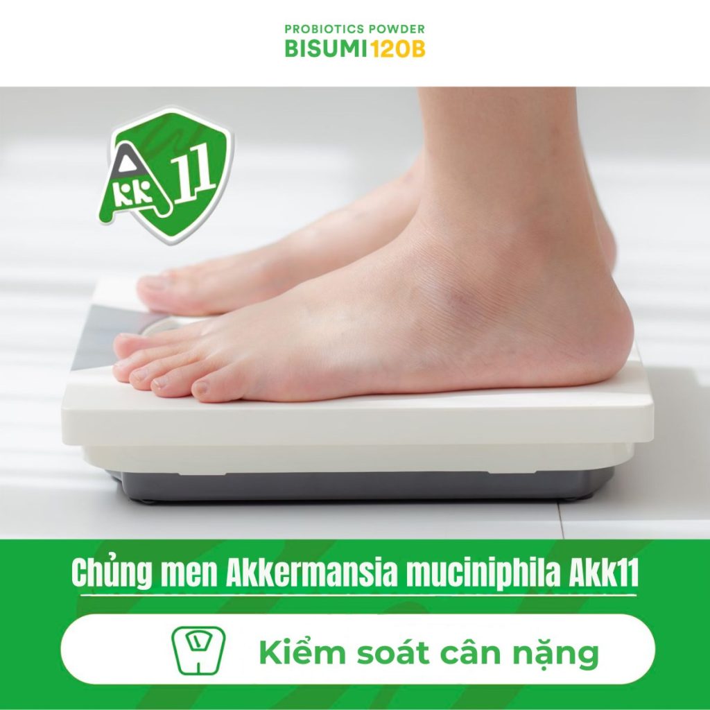 Béo phì và hệ vi sinh đường ruột: Hiệu quả của Akkermansia muciniphila Akk11 trong kiểm soát cân nặng