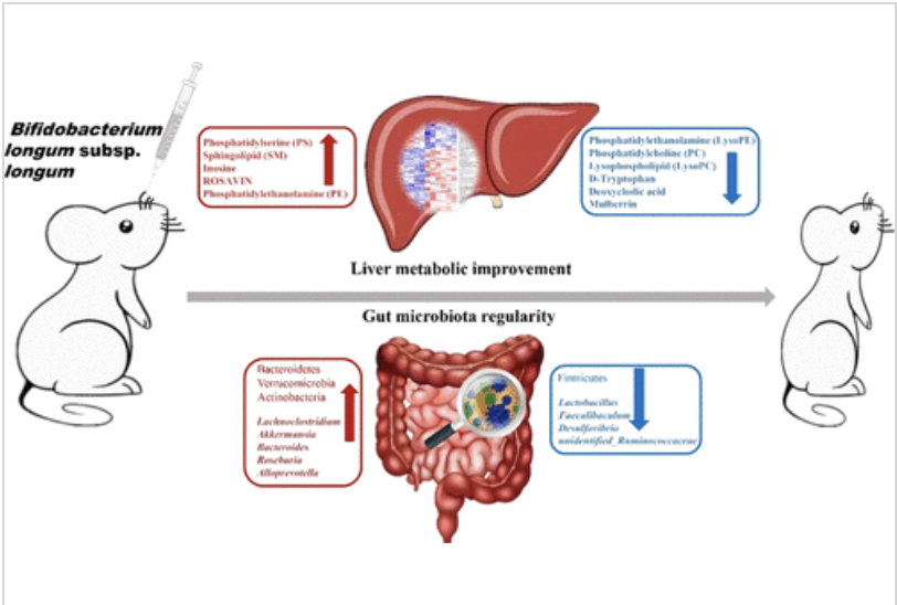 BL21 giúp điều hòa Roseburia và phosphatidylserine, cải thiện rối loạn ruột và chuyển hóa gan do chế độ ăn nhiều chất béo