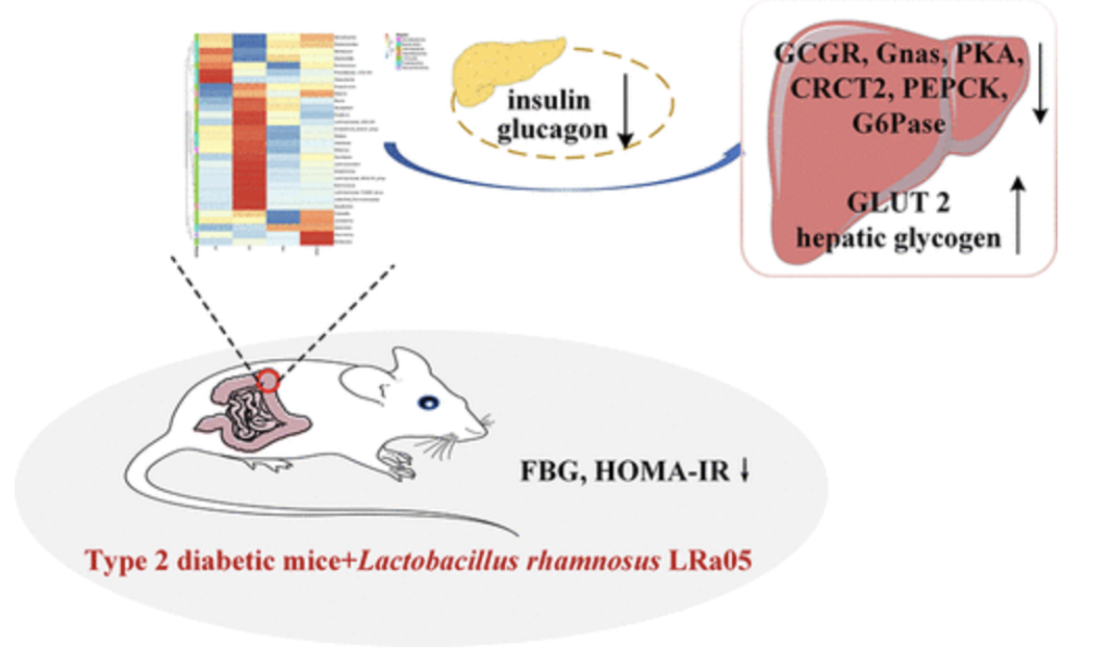LRa05 giúp hạ đường huyết ở đái tháo đường type 2 bằng cách điều hòa tín hiệu glucagon và hệ vi sinh ruột
